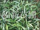 竹柏的雅韻與清流苗圃的綠色匠心