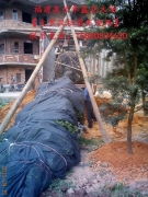 福建綠化苗木基地的多彩圖譜 中葉羅漢松、竹柏、香樟與茶花相冊鑒賞