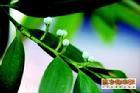 竹柏 多角度賞析與日常養(yǎng)護指南