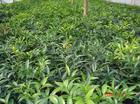 竹柏 挺拔清雅的園林與綠植寵兒