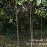 中部苗木基地強力供應——瀏陽市柏加鎮(zhèn)義蘭苗圃第4頁推出竹柏等優(yōu)質苗木