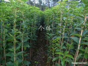 專業(yè)供應(yīng)優(yōu)質(zhì)綠化苗木 銀杏、桂花、紫薇與竹柏小苗