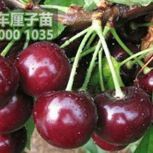 淡竹清韻，松柏之骨 記竹柏相映之美