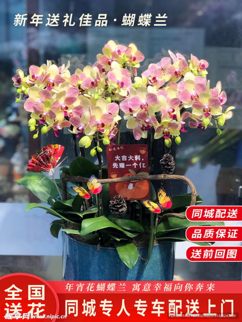 年宵花蝴蝶蘭盆栽與竹柏 打造生機(jī)盎然的淘寶主圖視覺(jué)盛宴