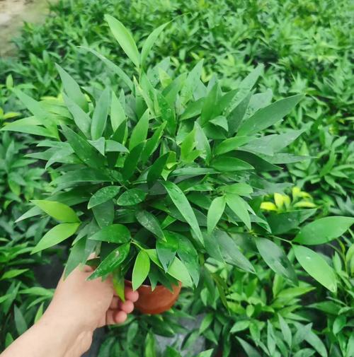 一抹清雅，一室生機(jī) 基地直供110竹柏盆栽的靜美生活