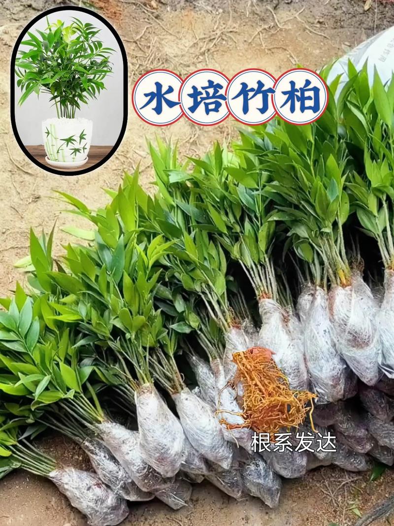 竹柏水培 從入門到精通的養(yǎng)護(hù)指南