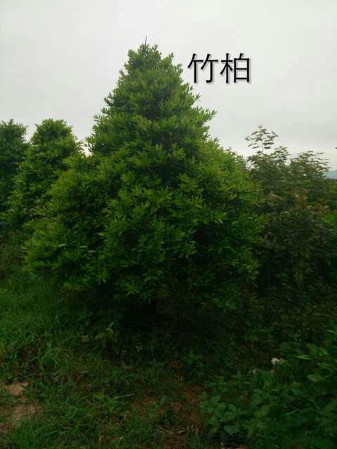 從一棵小苗到滿園翠色 竹柏在365園林網(wǎng)上的成長(zhǎng)紀(jì)實(shí)